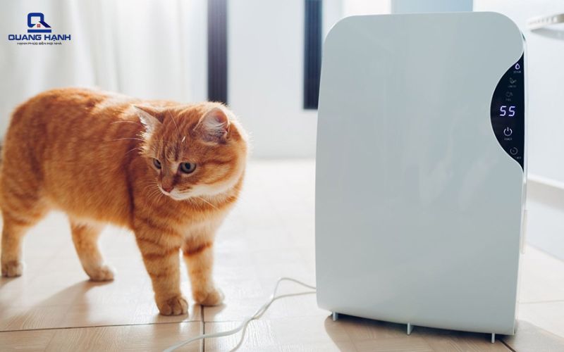 có mấy loại máy hút ẩm