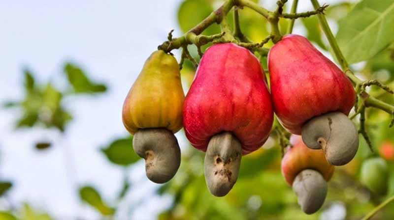 Quả hạt điều